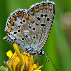 Aricia anteros